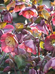 Plant Combinations, Flowerbeds Ideas, Winter Garden, Early Spring Garden, Exfoliating Bark, dogwood, witch hazel, ilex, berries